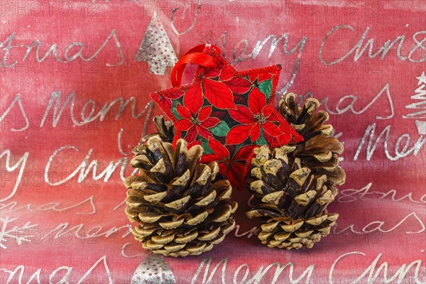 Poinsettia with cones