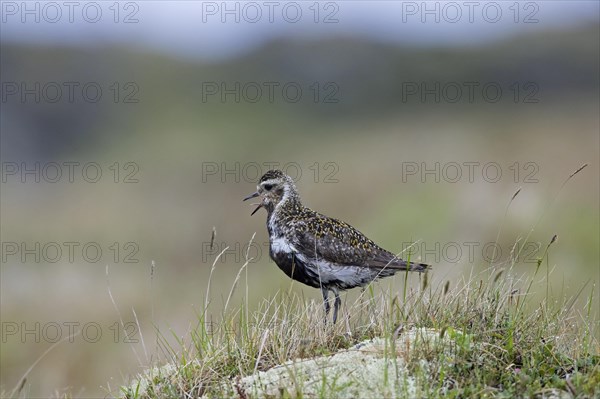 European golden plover