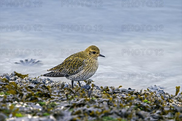 European golden plover