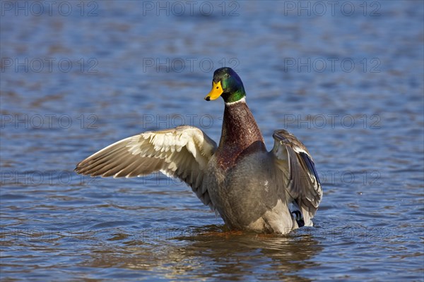 Mallard