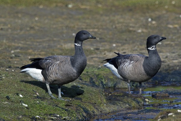 Brent Geese