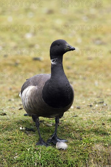 Brent goose