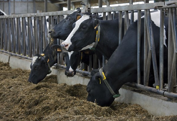 Cows with heads sticking through steel bars eating fodder in cowshed