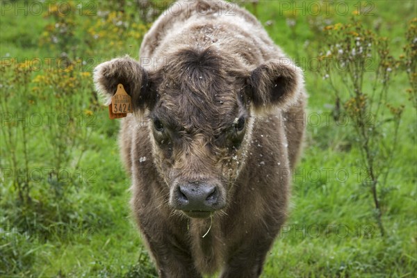 Galloway Cattle