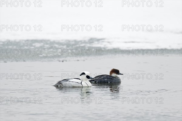 Smew