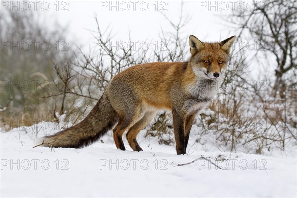 Red fox