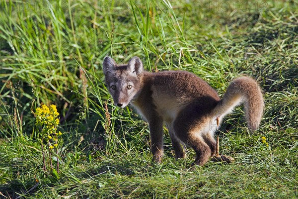 Arctic fox