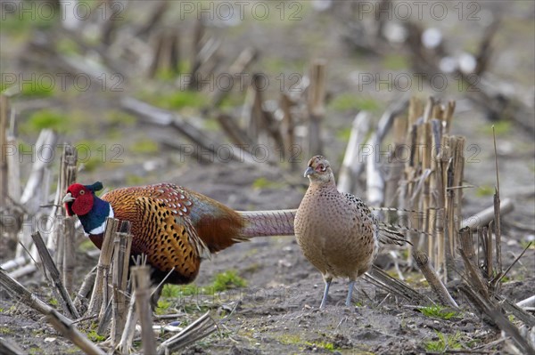 Common pheasant