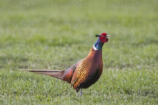 Common pheasant