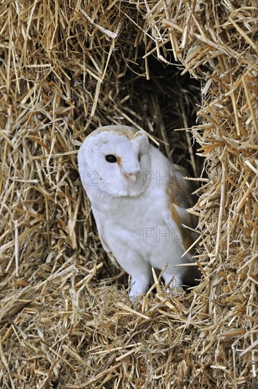 Barn owl