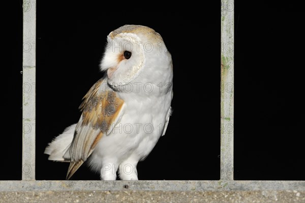 Barn owl