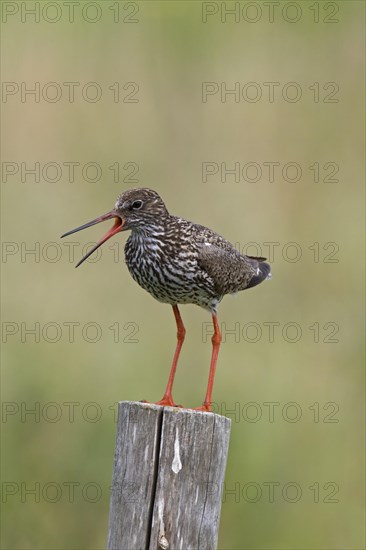 Common redshank