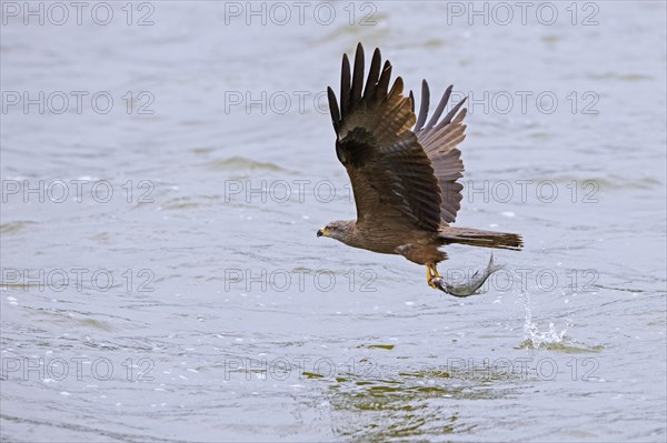 Black kite