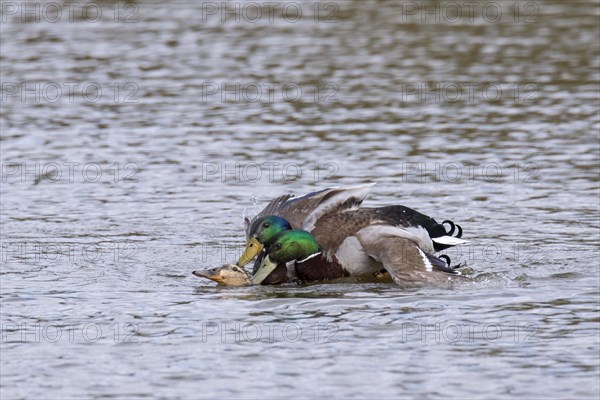 Two mallards