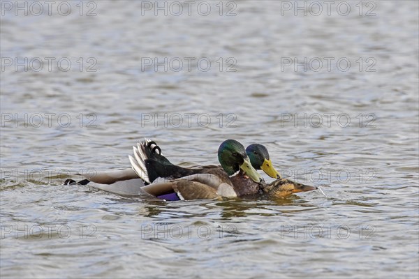 Two mallards