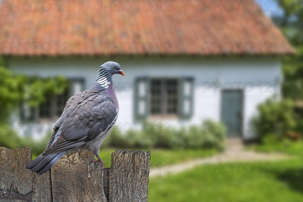 Common wood pigeon