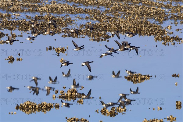 Brant goose