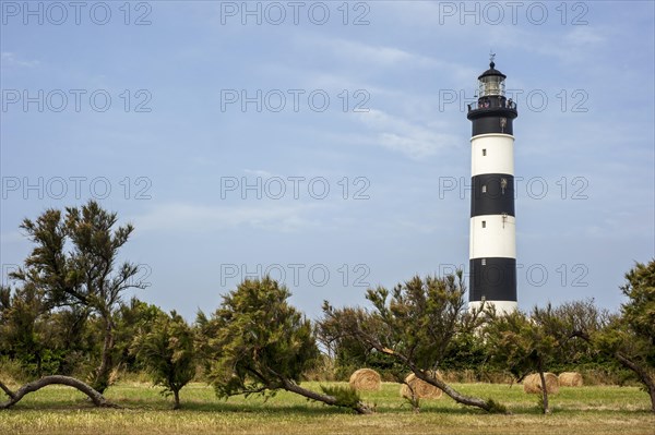 The lighthouse phare de Chassiron and windswept trees bent by coastal northern winds on the island Ile dOleron