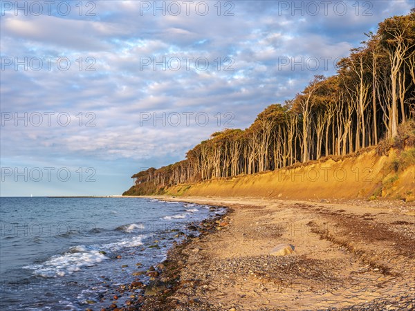 The ghost forest of Nienhagen on the coast of the Baltic Sea in the last evening light