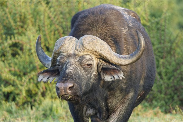 Cape buffalo