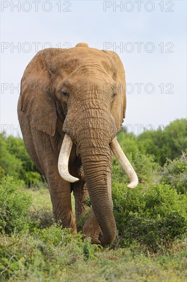 African bush elephant