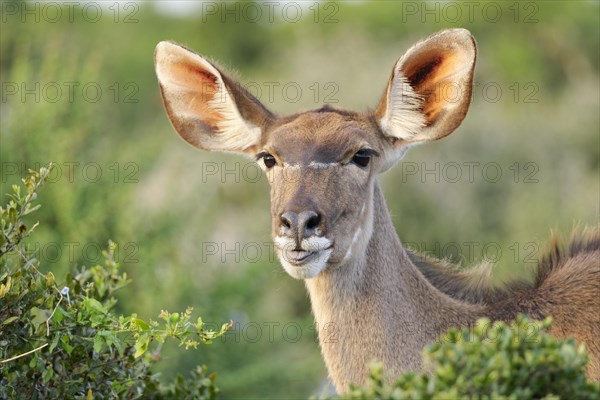 Greater kudu