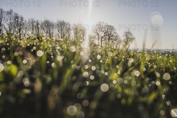 Dew in a meadow