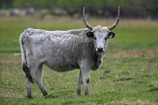 Hungarian Grey Cattle