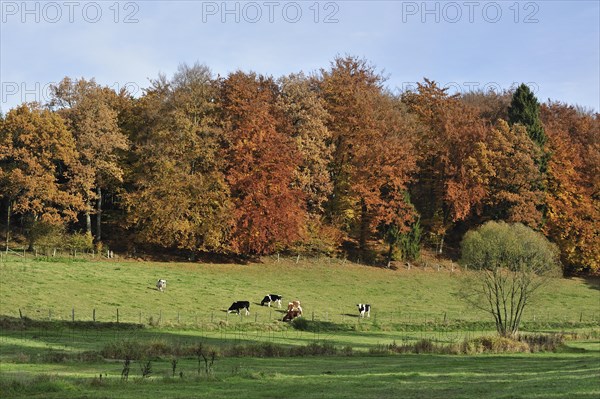 Farmland with cows in field and forest in autumn colours in the Ardennes