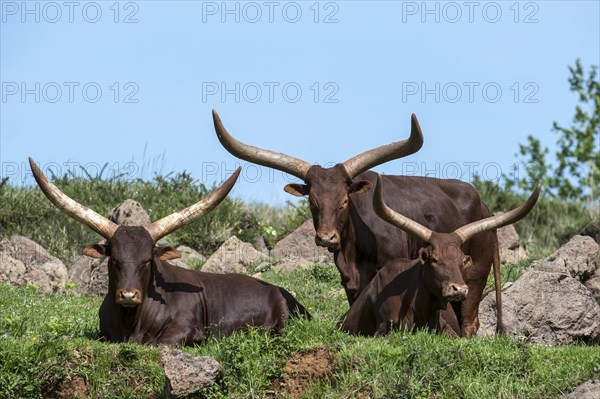 Herd of Watusi