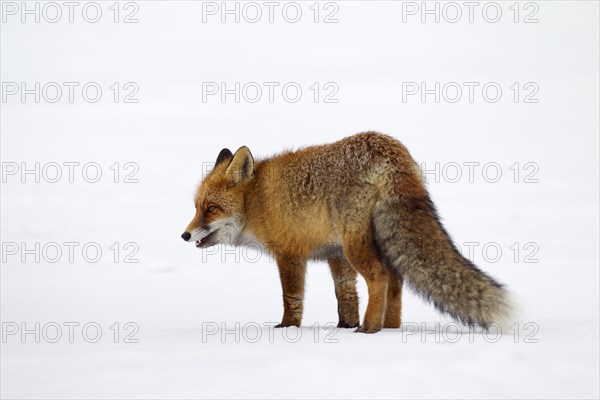 Red fox