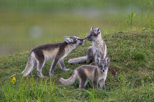 Arctic fox