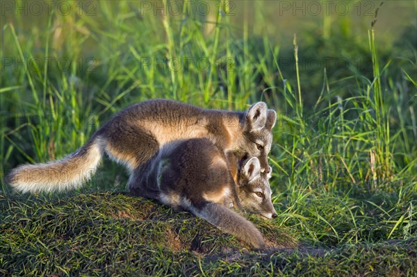 Arctic fox