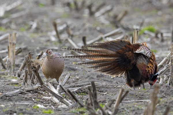 Common pheasant