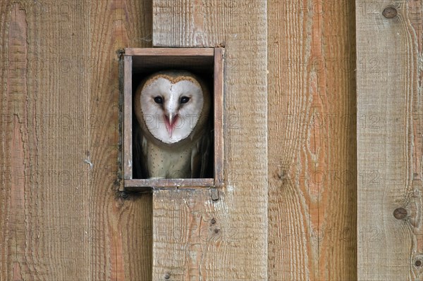 Young common barn owl