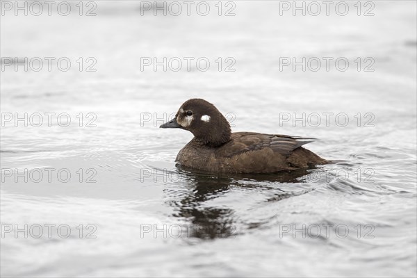 Harlequin duck