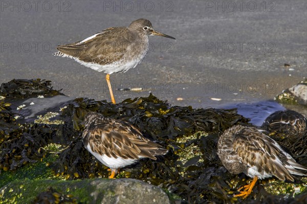 Common redshank