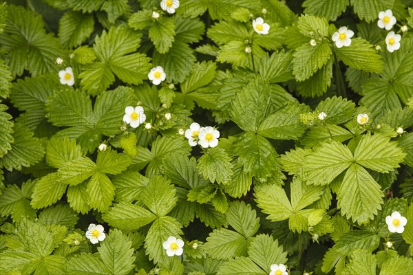 Wild strawberries