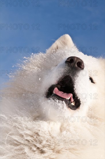 Samoyed dog