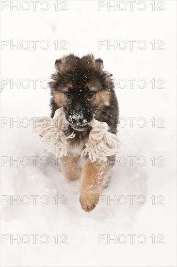 German shepherd puppy