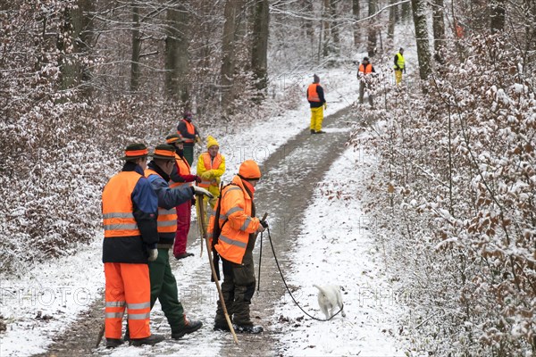 Driven hunt in Schoenbuch Nature Park