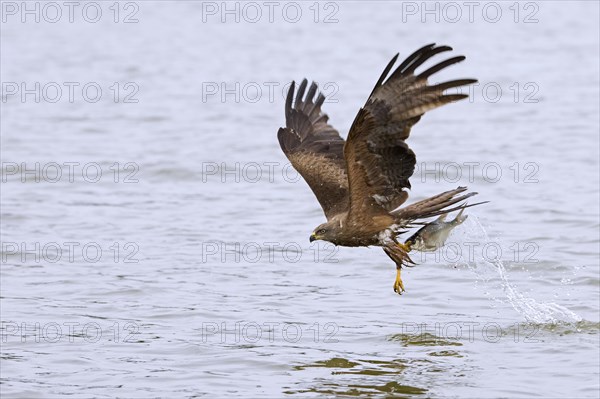 Black kite