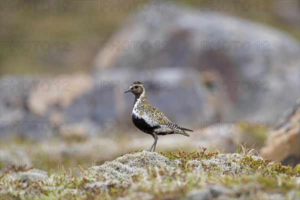 European golden plover