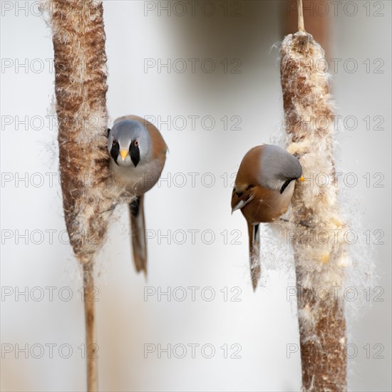 Bearded Reedlings