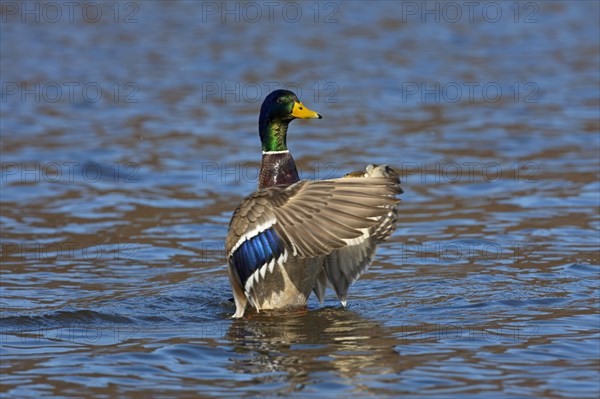 Mallard