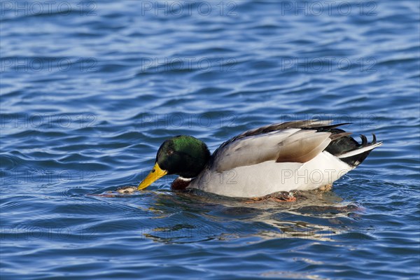 Mallard