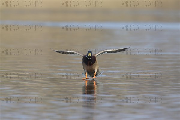 Mallard