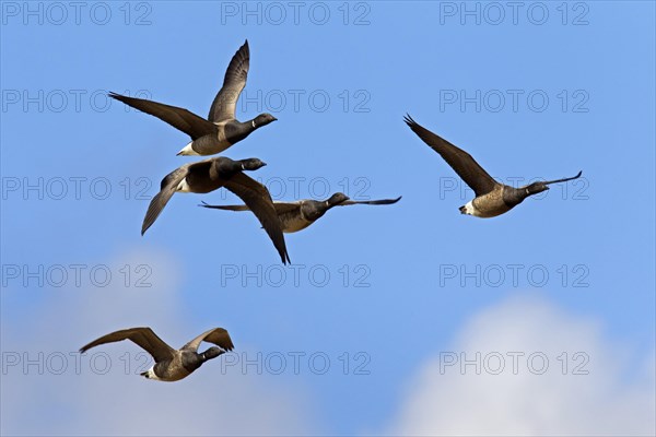 Brent geese