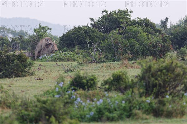 Common warthogs