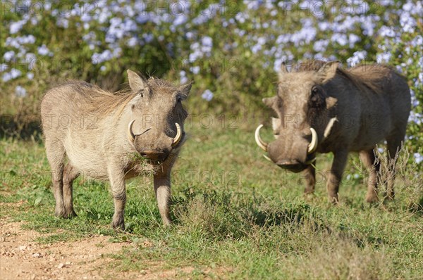 Common warthogs